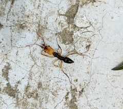 Odontomachus erythrocephalus