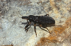 Austrokatanga monteithi