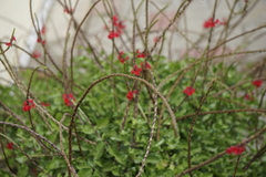 Stachytarpheta mutabilis