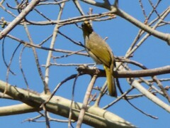 Pycnonotus