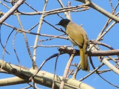 Pycnonotus