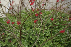 Stachytarpheta mutabilis