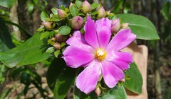 Pereskia grandifolia