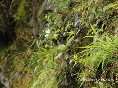 Eriocapitella vitifolia