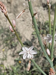 Asphodelus fistulosus