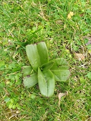 Himantoglossum hircinum