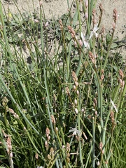 Asphodelus fistulosus