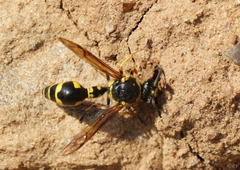 Eumenes coronatus