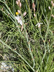 Asphodelus fistulosus