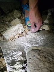 Tantilla hobartsmithi