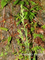 Platanthera minor