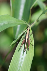 Phlaeoba antennata