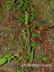 Platanthera minor