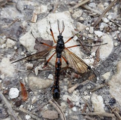Tanyptera atrata