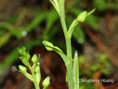 Platanthera minor