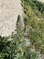 Reseda alba