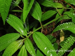 Pilea rotundinucula