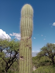 Trichocereus atacamensis