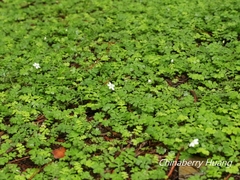 Ellisiophyllum pinnatum