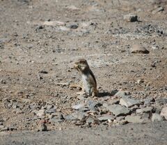 Atlantoxerus getulus