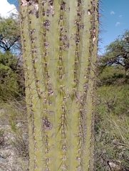 Trichocereus atacamensis