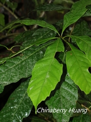 Lithocarpus kawakamii