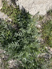 Reseda alba