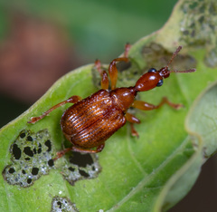 Apoderinae