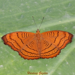 Pseudergolis wedah