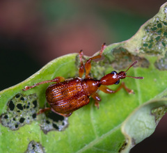 Apoderinae