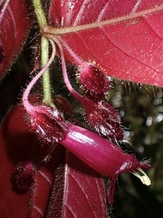 Columnea ciliata