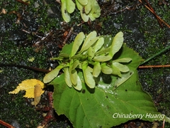 Acer morrisonense
