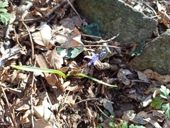 Scilla bifolia