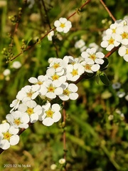 Spiraea prunifolia pseudoprunifolia