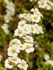 Spiraea prunifolia pseudoprunifolia
