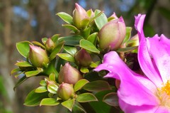 Pereskia grandifolia
