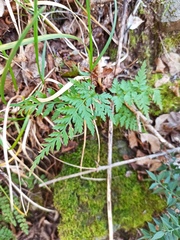 Asplenium onopteris