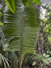 Attalea cohune