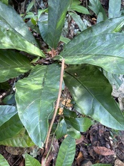 Anthurium crenatum