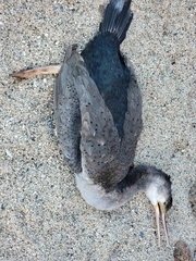 Phalacrocorax punctatus