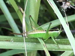 Conocephalomima barameda