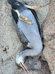 Phalacrocorax punctatus