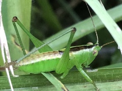 Conocephalomima barameda