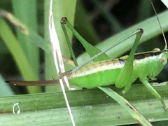 Conocephalomima barameda