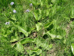 Berkheya speciosa