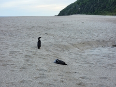 Phalacrocorax punctatus