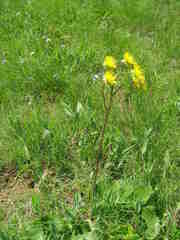 Berkheya speciosa