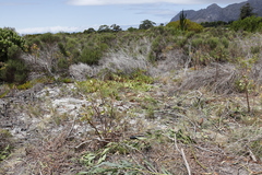 Carpobrotus edulis edulis