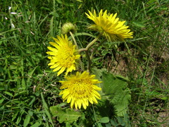 Berkheya speciosa