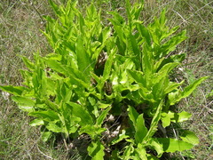 Helichrysum nudifolium